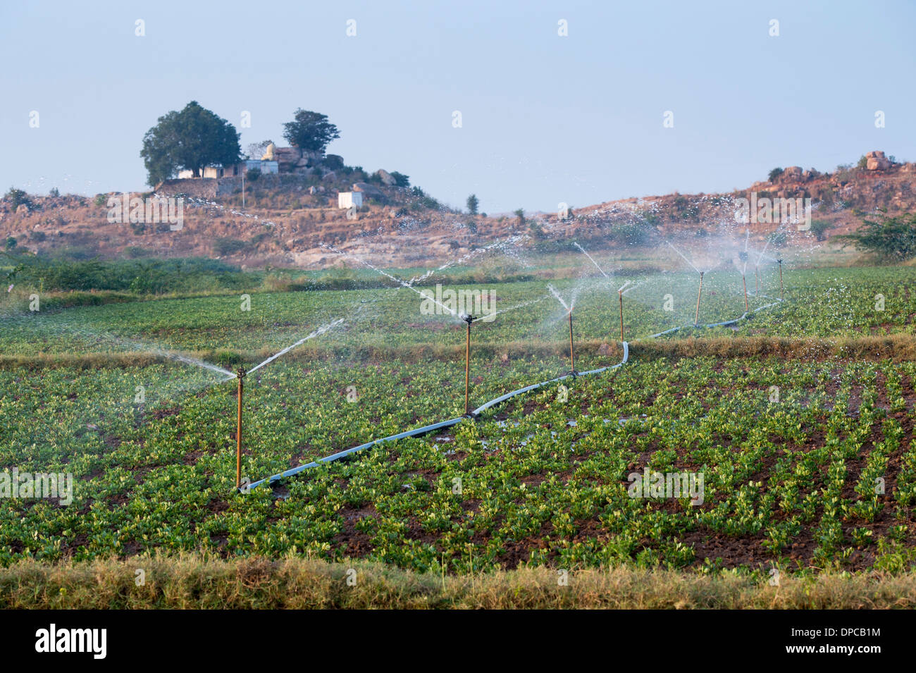Arroser les plantes d'Arachide / arachide en Inde avec aspersion d'eau. L'Andhra Pradesh, Inde Banque D'Images