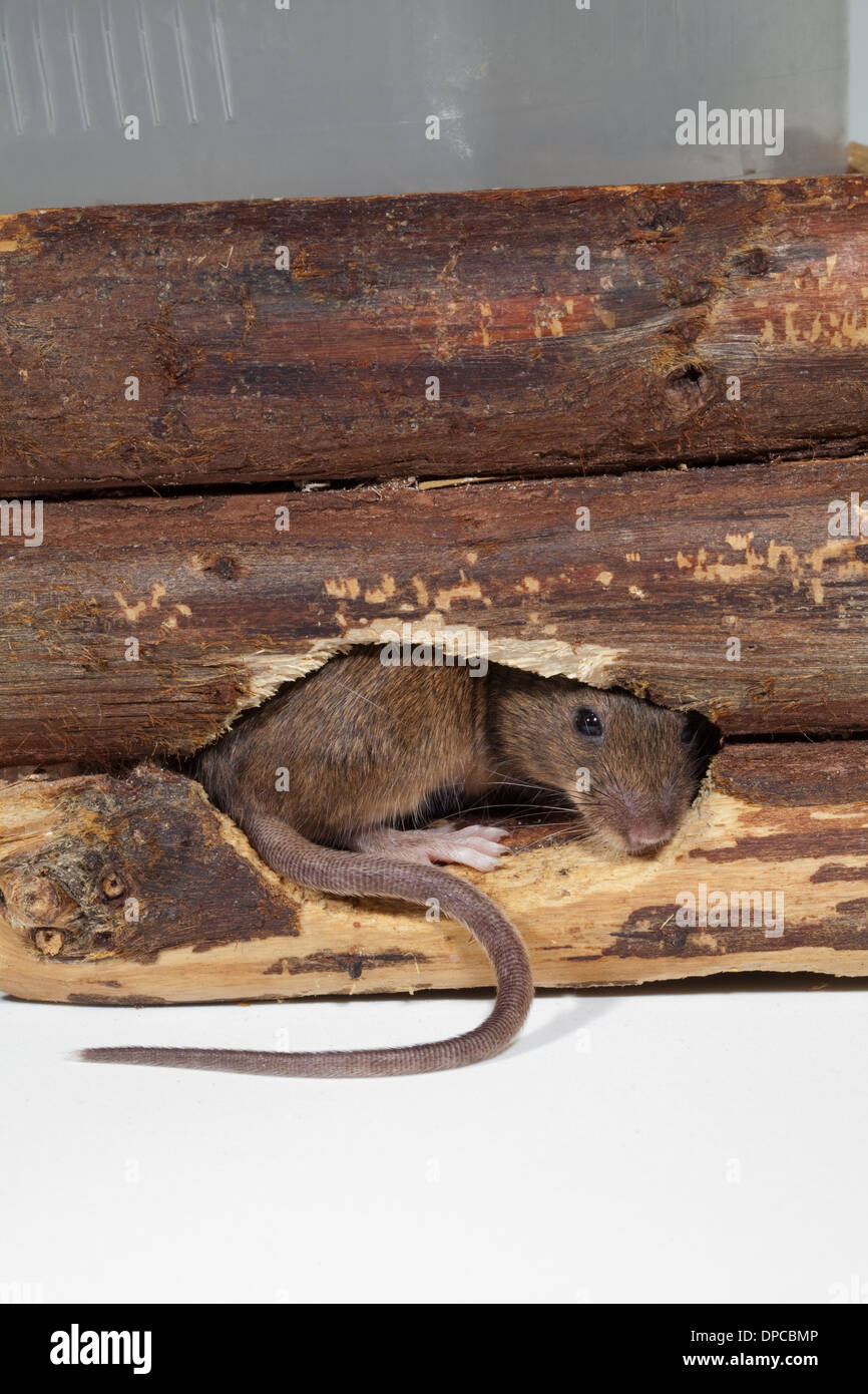 Les souris communes (Mus musculus). Sortant d'un trou dans le côté de mâcher un semoir en bois. Banque D'Images