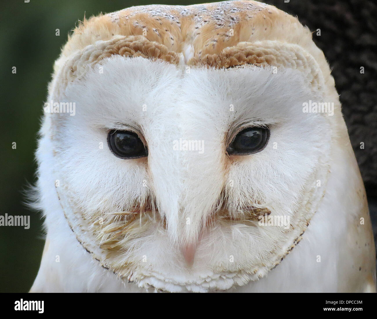 Barn Owl ' s head. Banque D'Images