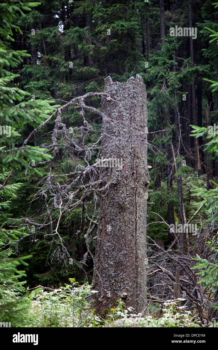 La rupture d'un arbre dans la forêt Banque D'Images