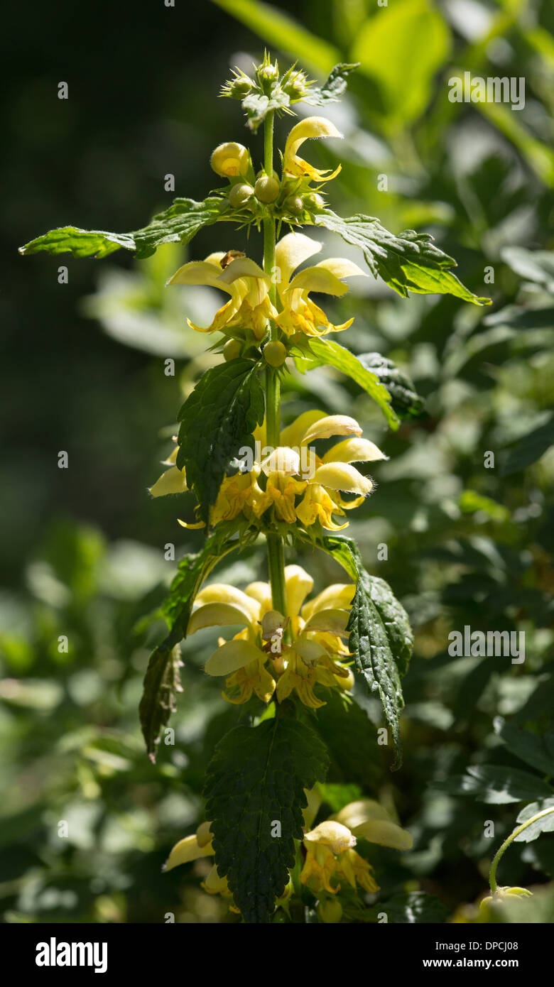 Deadnettle jaune ou jaune Archange, Printemps 2013 Banque D'Images