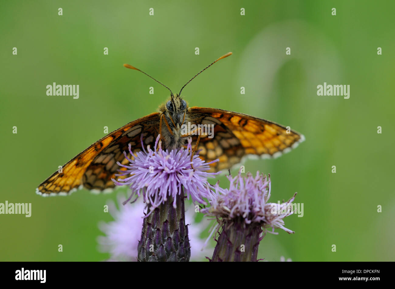 Heath fritillary (Mellicta athalia). Des profils sur thistle flower. Banque D'Images