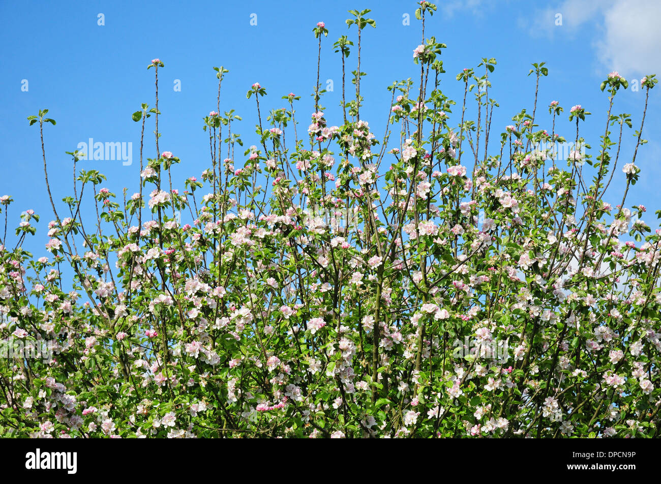 Apple Blossom. Bramley Seedling. Banque D'Images