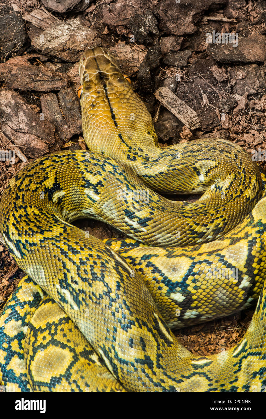 Snake se meut sur la terre. Close up Banque D'Images