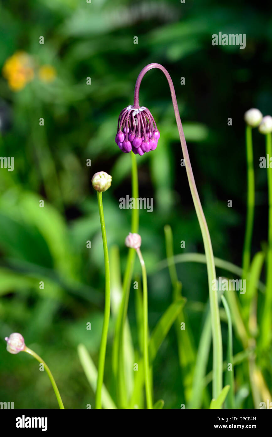 L'Allium cernuum fleur pourpre floraison fleurs oignons signe lady's leek portraits de plantes bulbes Oignon Oignon sauvage Rose signe Banque D'Images