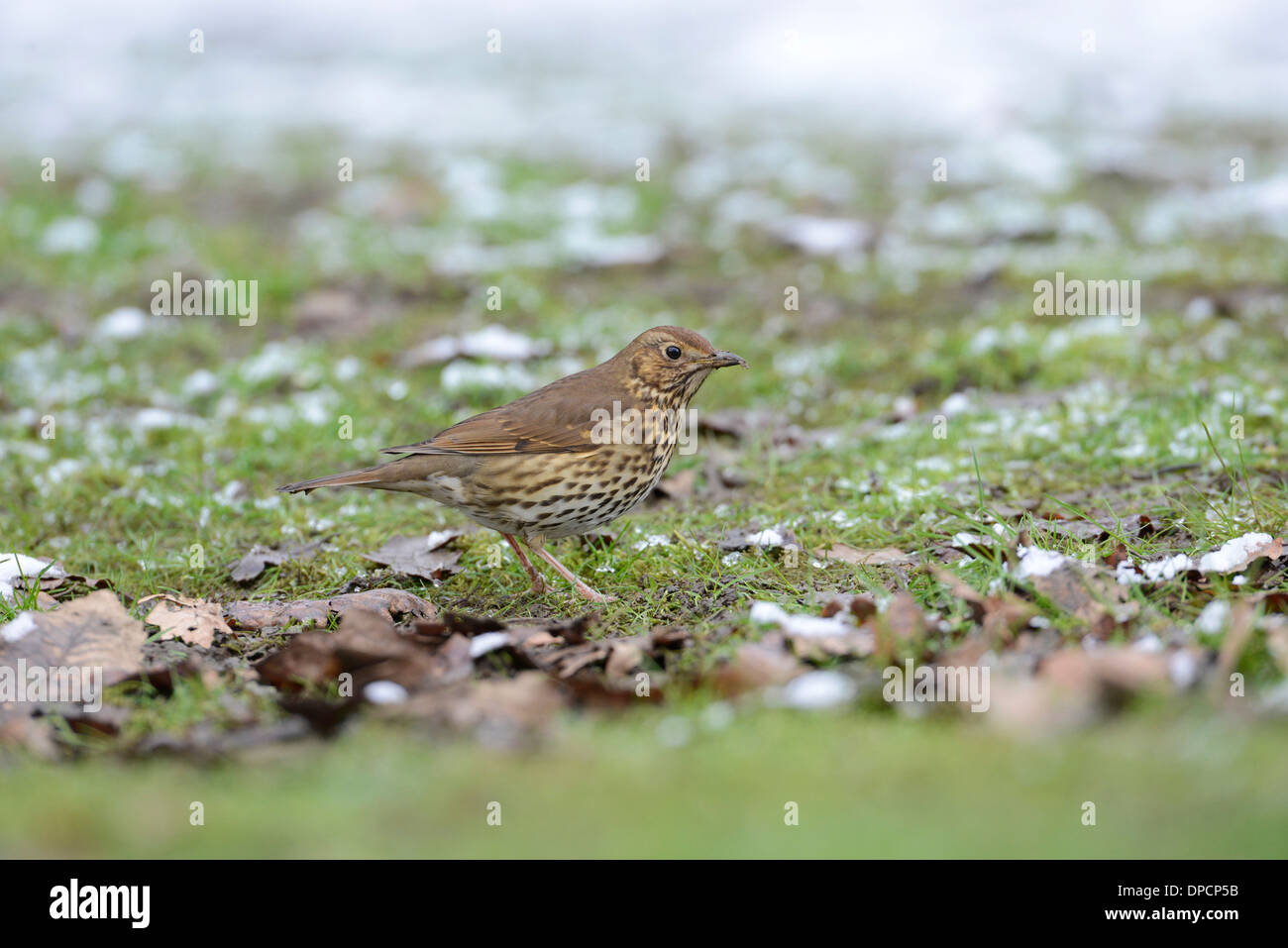 Grive musicienne (Turdus philomelos) se nourrissent dans les restes de neige de l'hiver. Banque D'Images