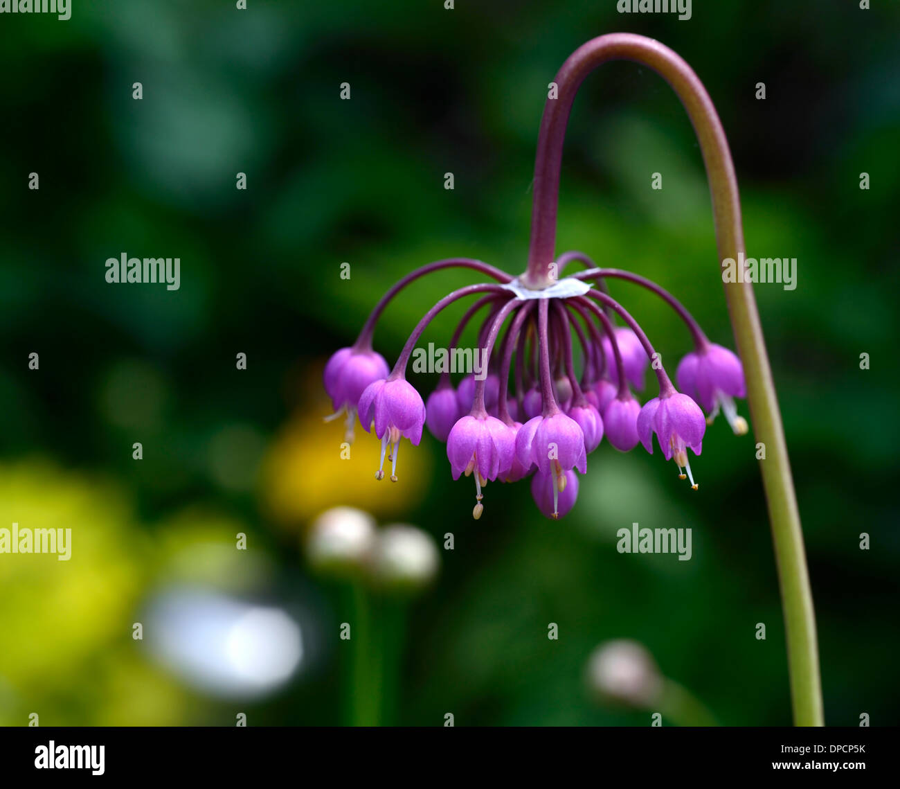 L'Allium cernuum fleur pourpre floraison fleurs oignons signe lady's leek portraits de plantes bulbes Oignon Oignon sauvage Rose signe Banque D'Images
