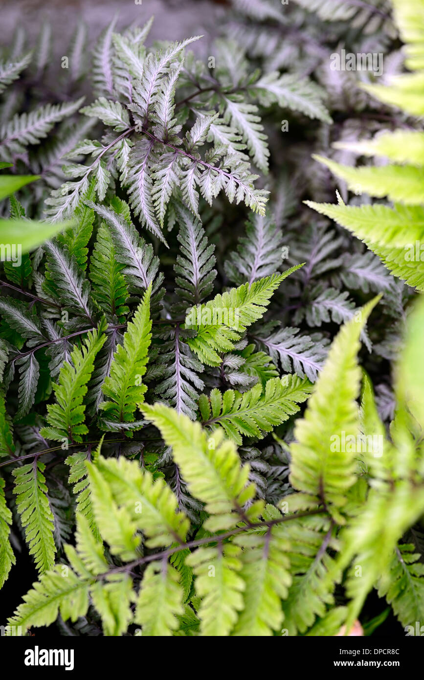 Athyrium niponicum pictum var nouveau ancien feuillage vert émergent mixte mix changer changer de couleur violet couleur feuillage dentelle frondes de fougères Banque D'Images