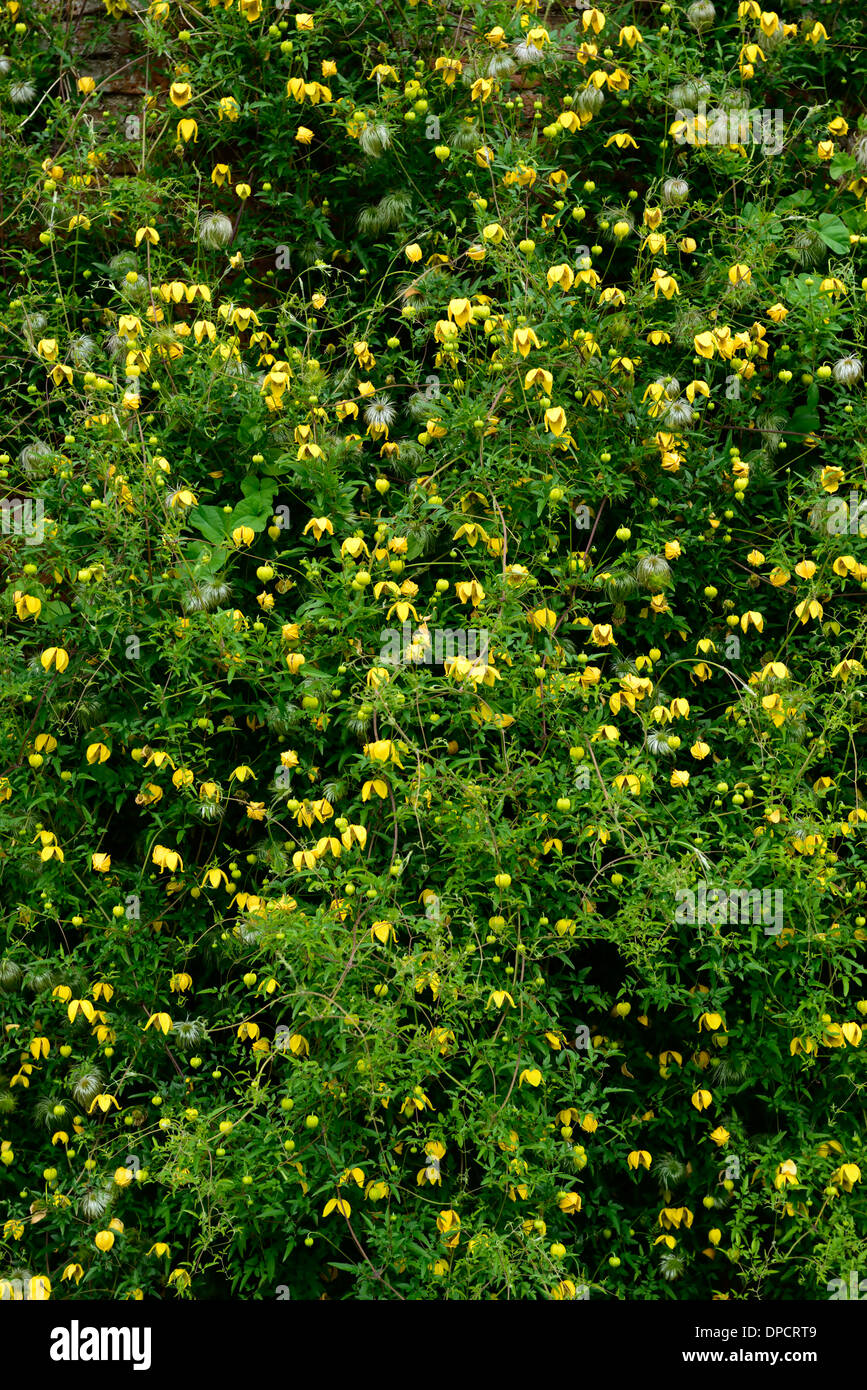 Clematis tangutica escalade grimpeur vigoureux fleur jaune montée en fleurs fleurs mur végétal Banque D'Images