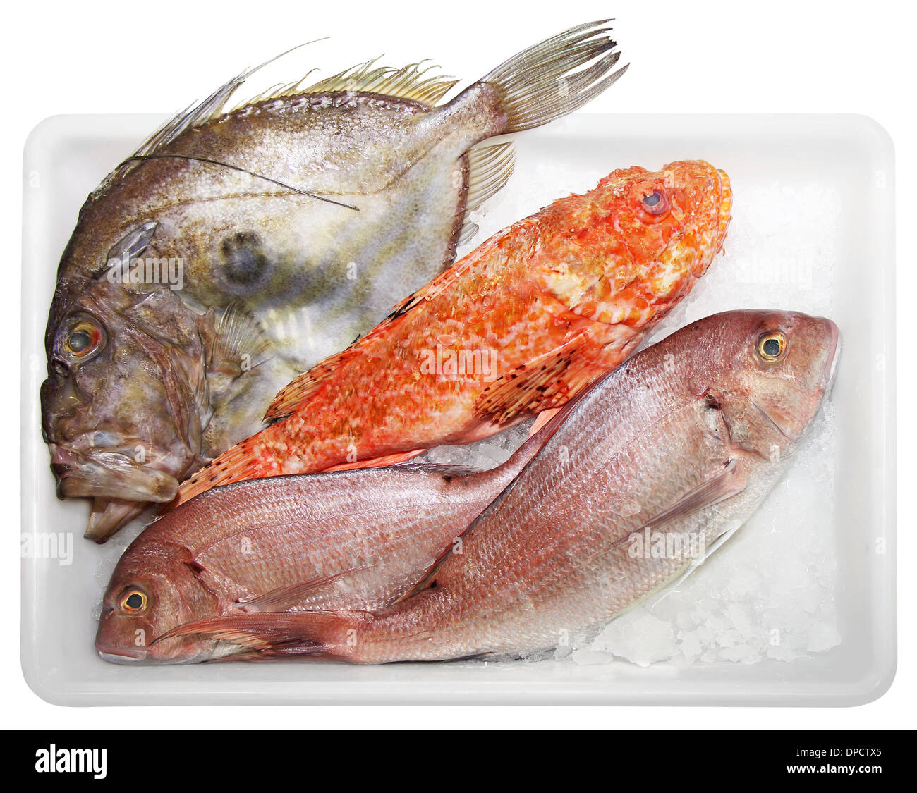 Fresh Scorpaenidae, John Dory et Dentex, de la qualité et de délicieux poissons, était sur fond blanc Banque D'Images