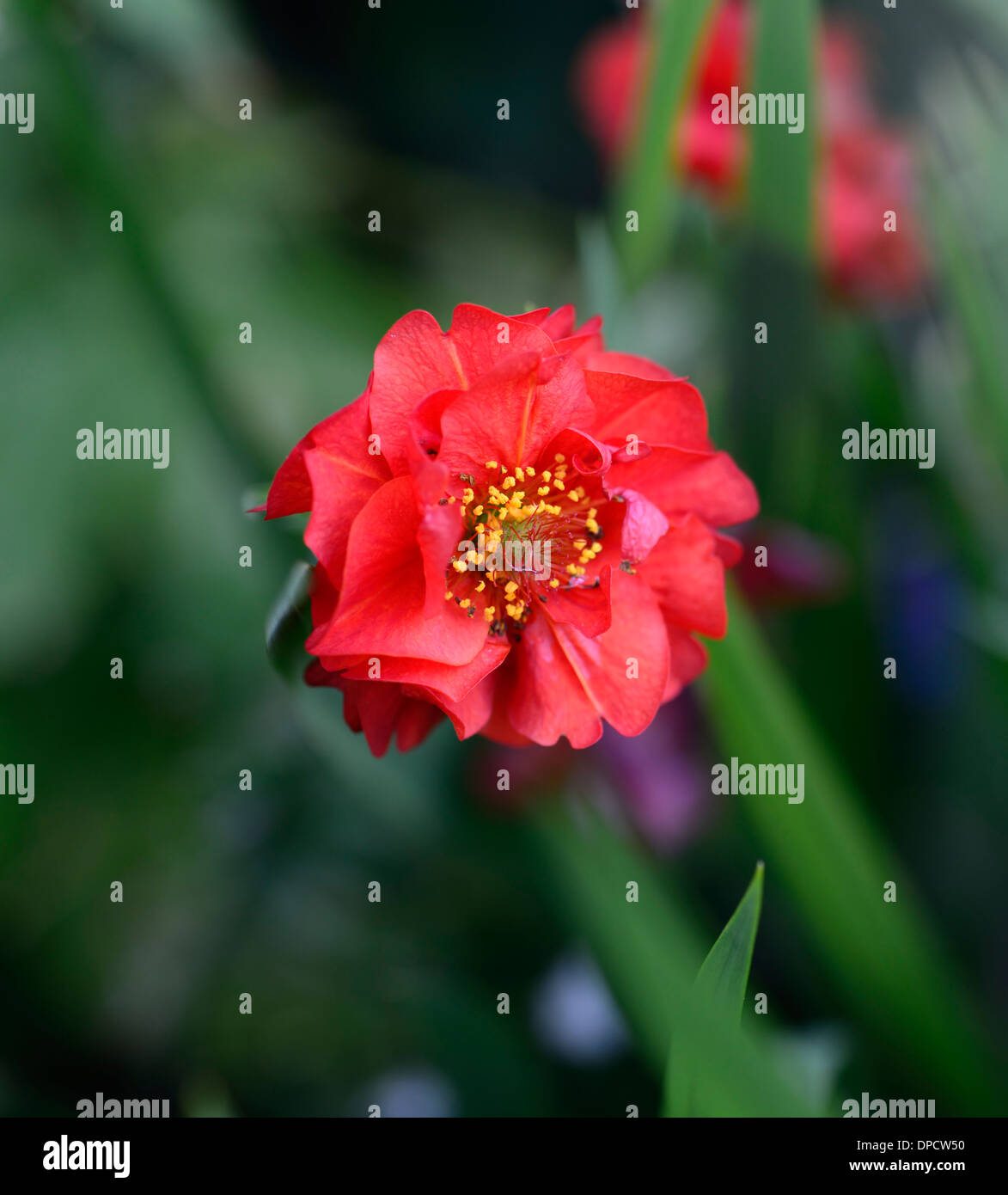 Geum chiloense mme j bradshaw fleur rouge fleurs vivaces geums bloom floraison Banque D'Images