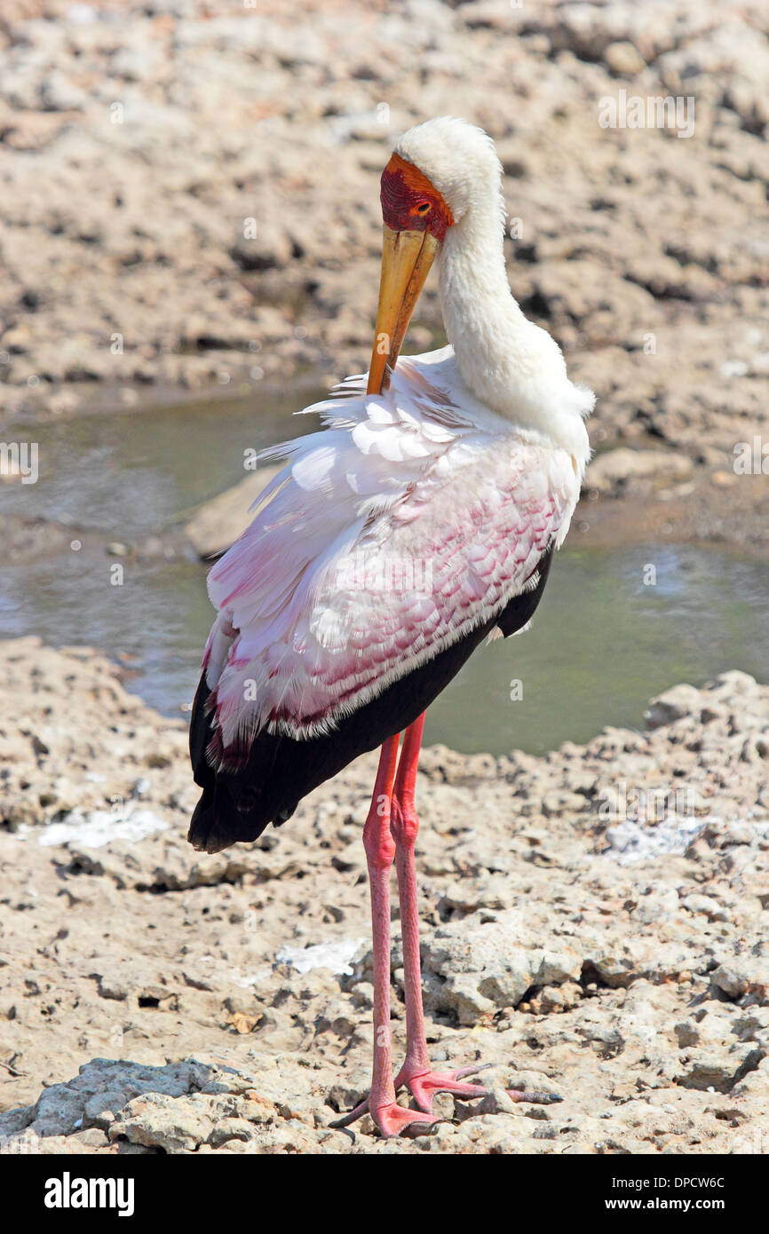 Une Cigogne à bec jaune (Mycteria ibis) nettoyage ses plumes, Tanzanie Banque D'Images