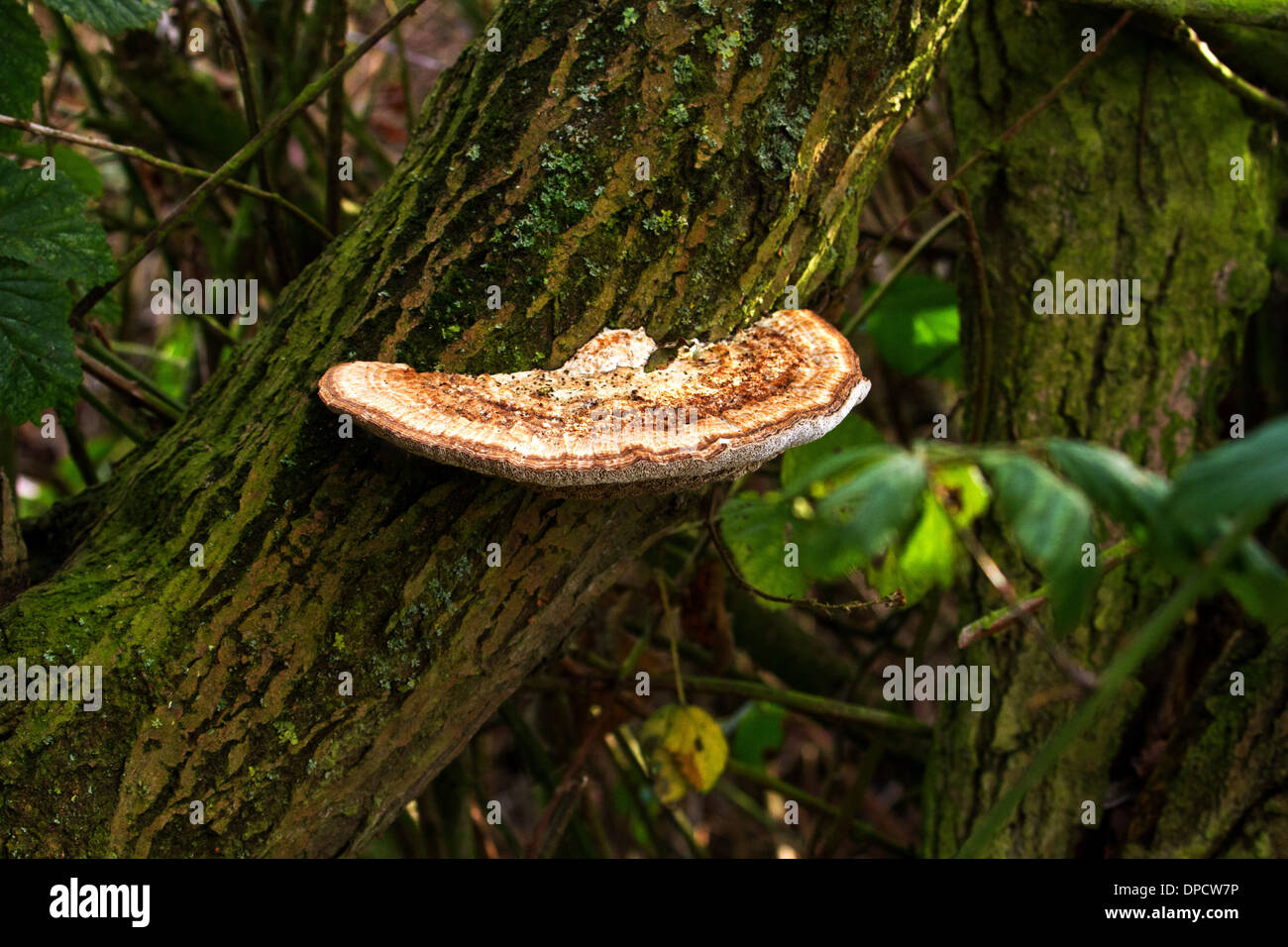 Champignon sur arbre Banque D'Images