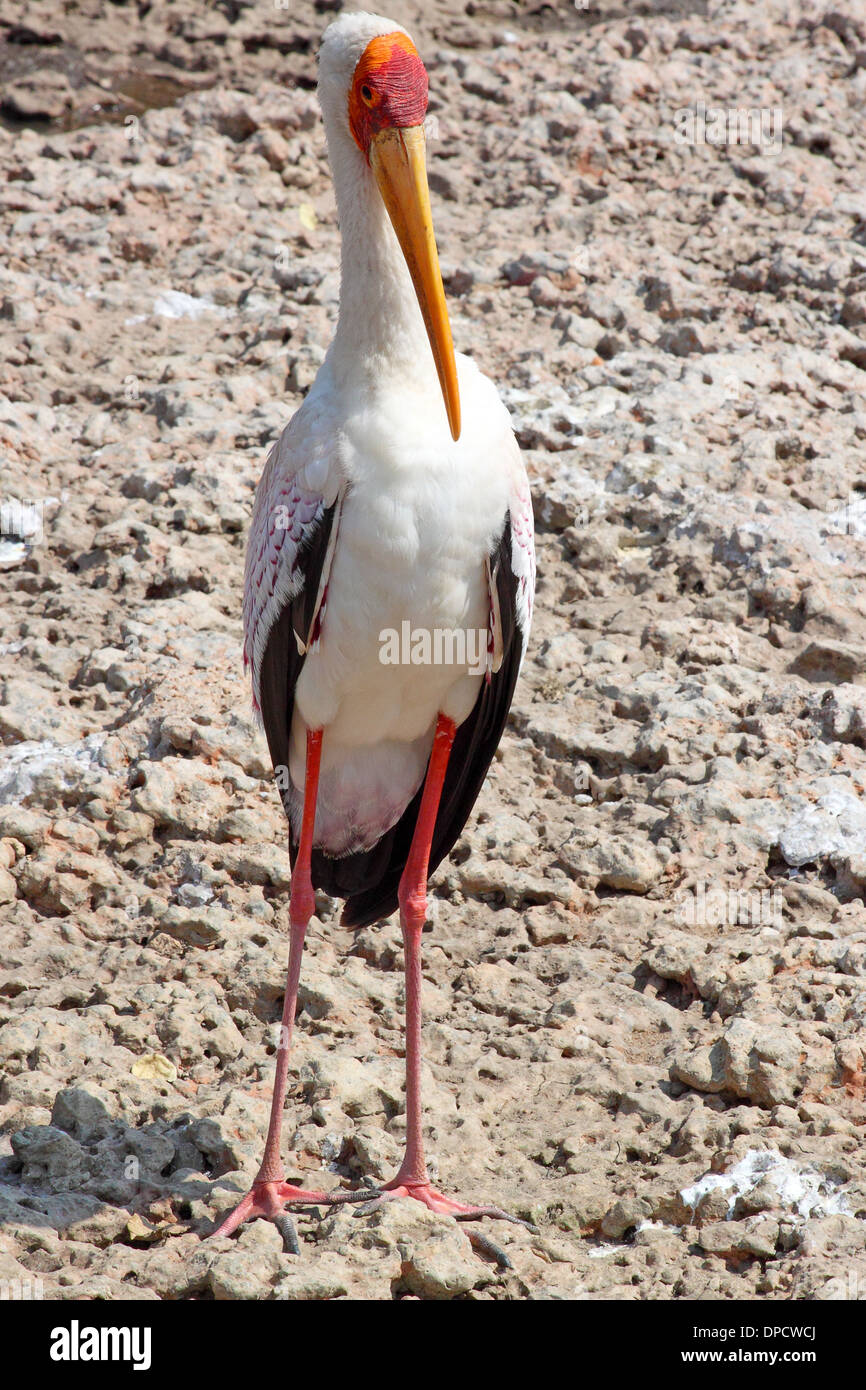 Une Cigogne à bec jaune (Mycteria ibis) Comité permanent, en Tanzanie Banque D'Images