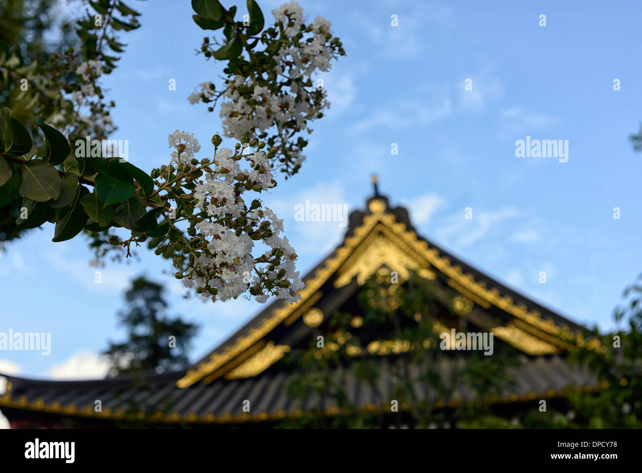 Lagerstroemia indica floraison fleurs blanches Crapemyrtle tree Tokyo Japon Banque D'Images