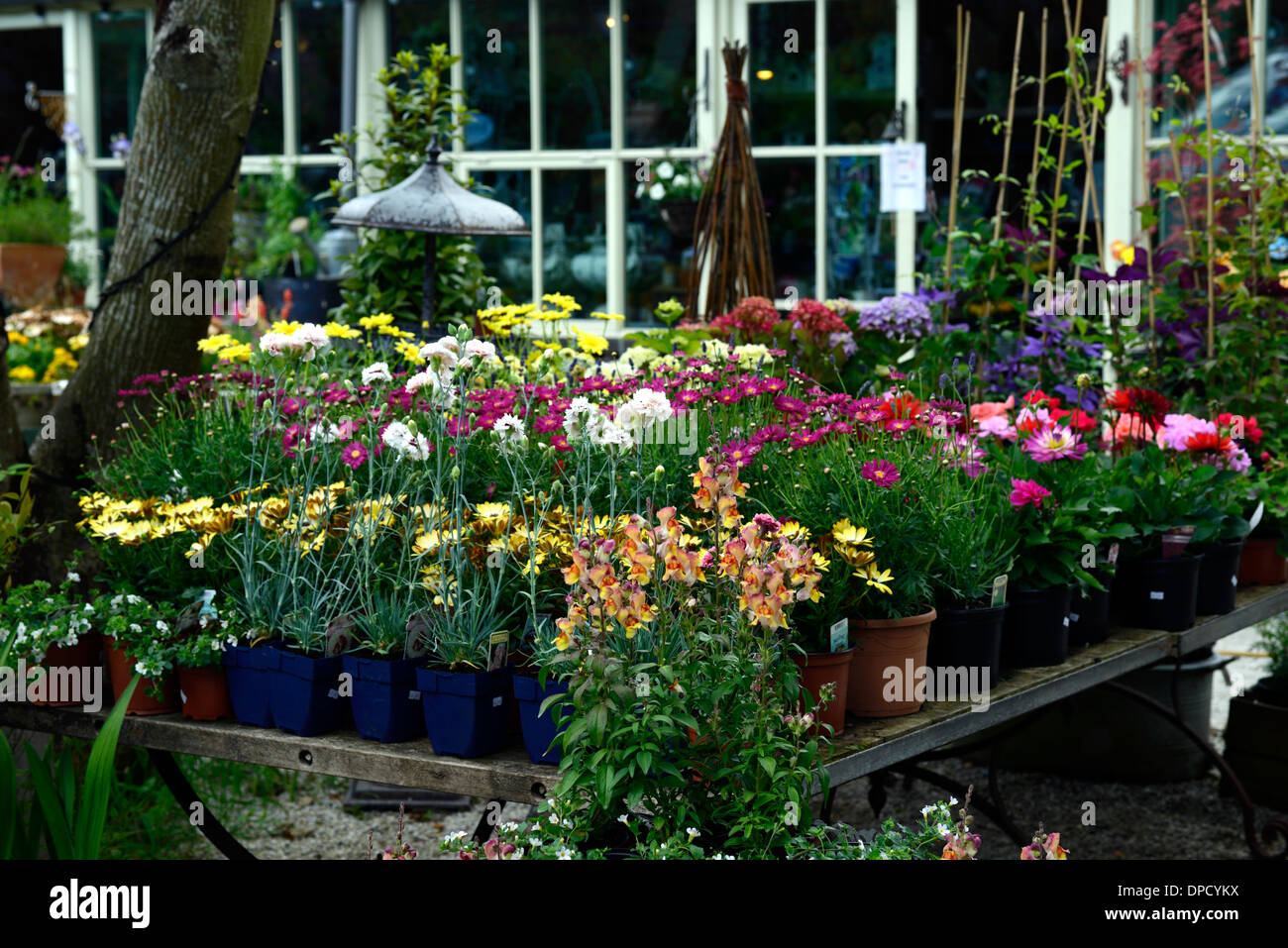 The Wallflowers fleurs en vente sur le jardin jardins de mount usher shop shopping centre wicklow avoca Banque D'Images