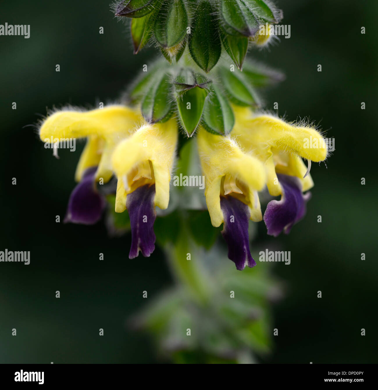 Les lèvres bleues bulleyana salvia sage sages jaune violet fleurs plante à fleurs portraits bicolor bicolor fleurs Banque D'Images