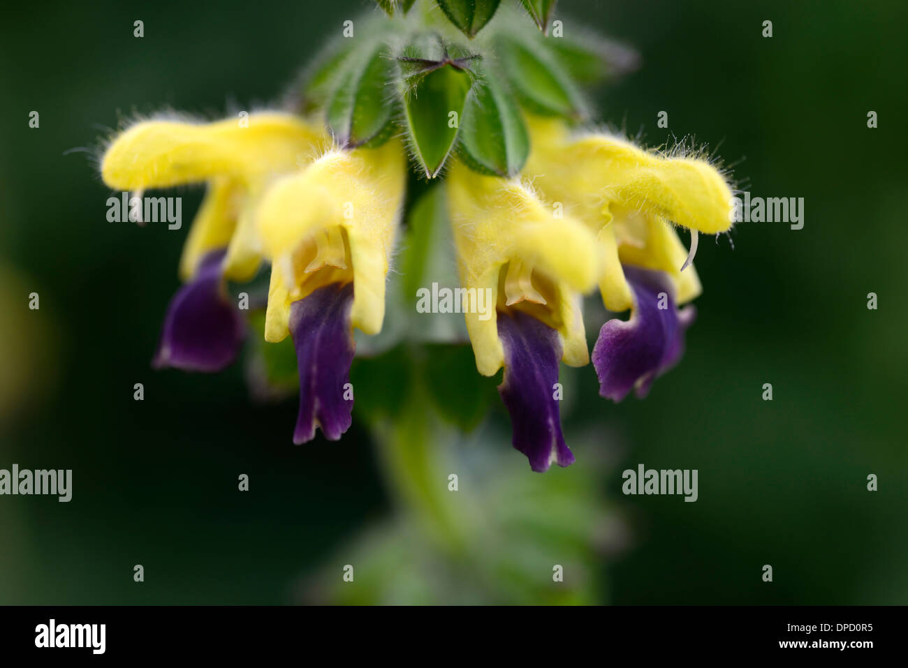Les lèvres bleues bulleyana salvia sage sages jaune violet fleurs plante à fleurs portraits bicolor bicolor fleurs Banque D'Images