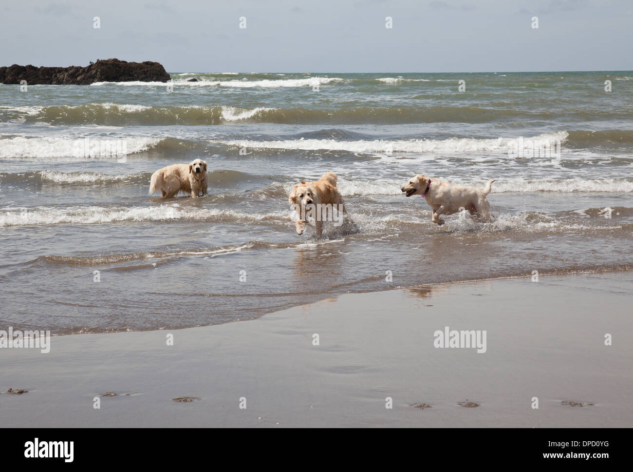 Trois chiens jouant dans la mer, Devon, Angleterre Banque D'Images