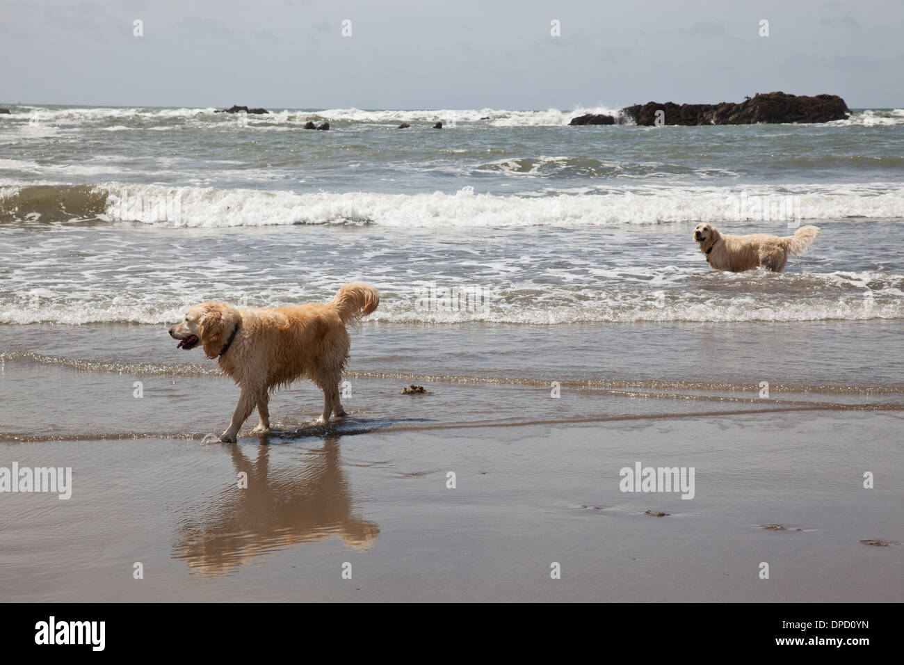 Deux chiens pagayer dans la mer, Devon, Angleterre Banque D'Images