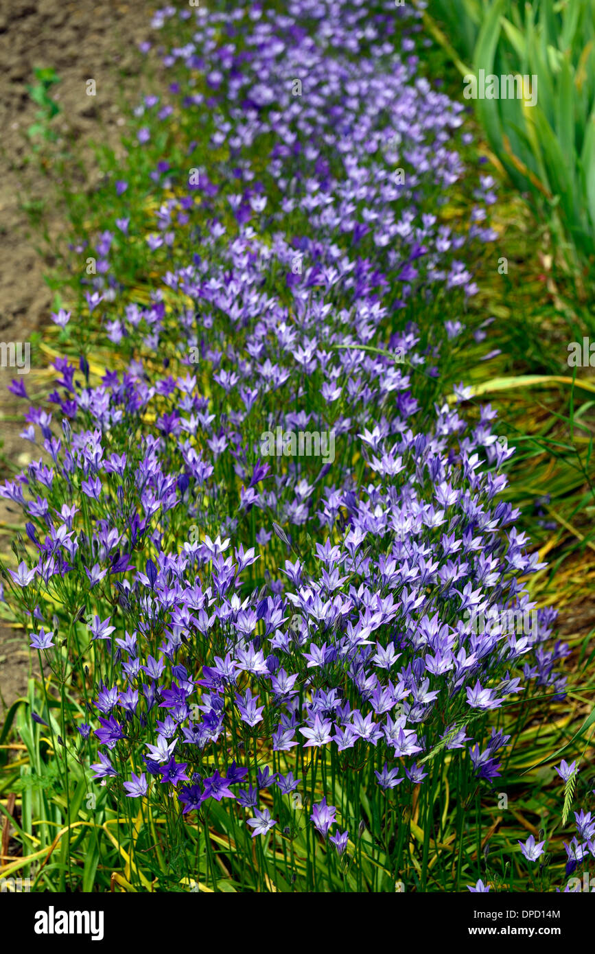 Le Triteleia laxa Ithuriel Brodiaea laxa syn la lance des fleurs vivaces à fleurs lilas bleu ampoule Banque D'Images
