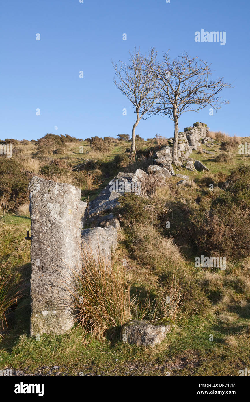 Mur de pierres sèches, de la lune et de deux arbres dans la lande à Dartmoor, dans le Devon, Royaume-Uni. Banque D'Images