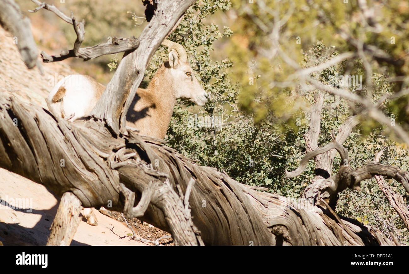 Un mâle Buck Mountain Goat regarder en arrière Sentry protège son flanc bande membre Haute Forêt Banque D'Images