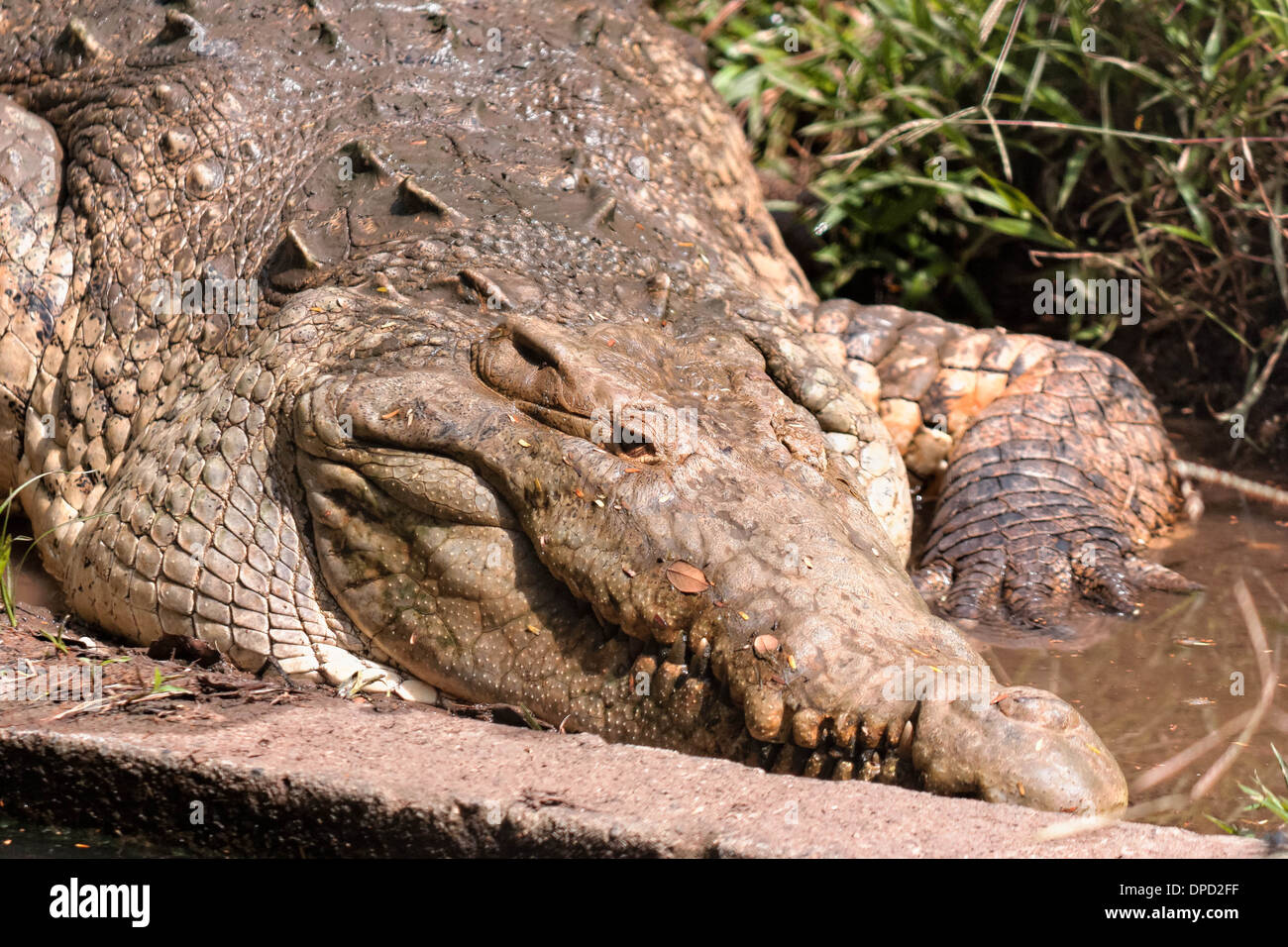 Cocodrile Banque D'Images