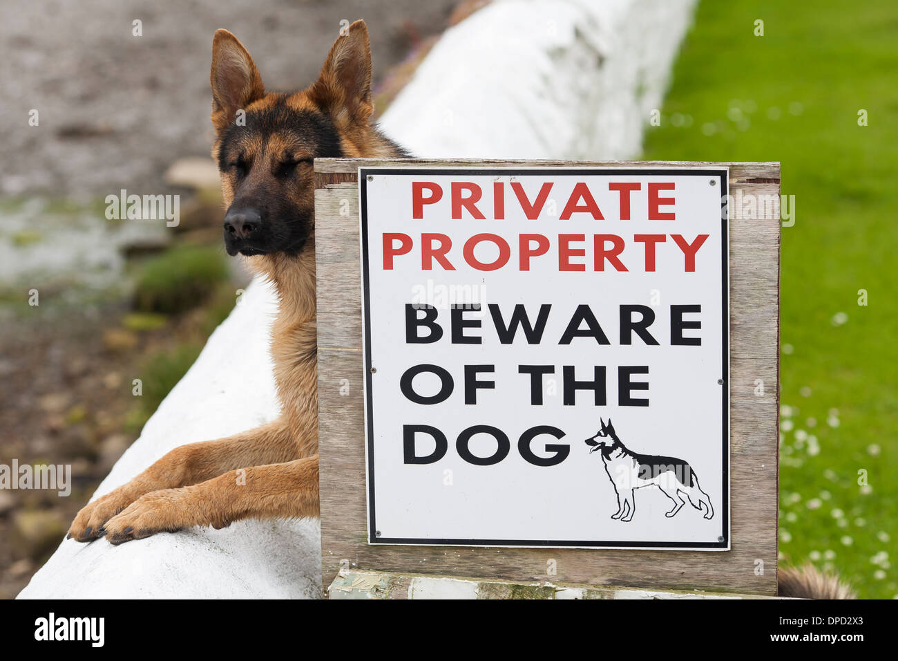 Un chien de garde avec ses yeux fermés se tient à côté d'un signe d'avertissement le chien de protection. Ce n'est pas une bonne sécurité. Banque D'Images