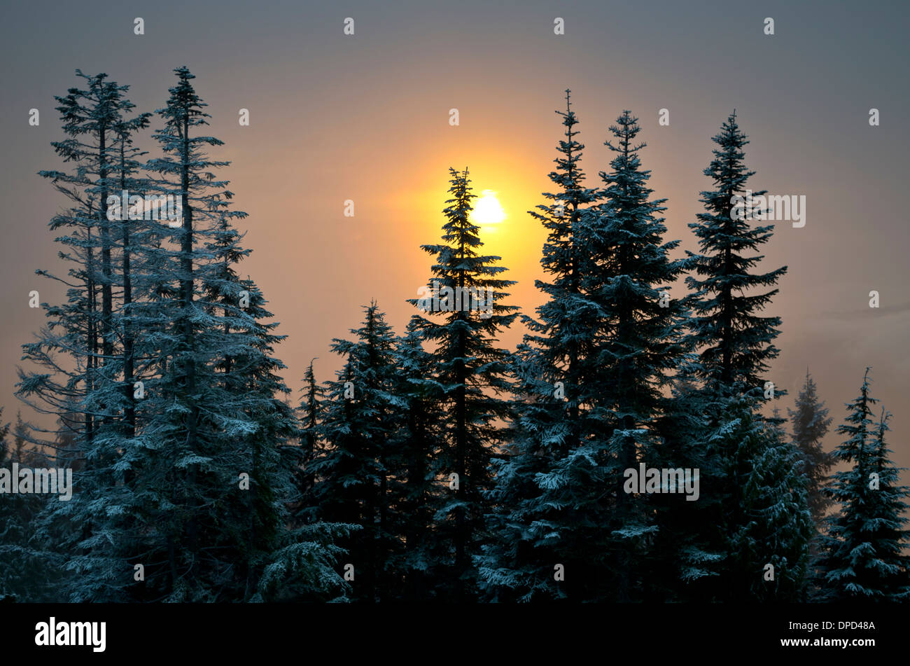Beau coucher de soleil d'hiver à travers le brouillard et de pins. Prises de Grouse Mountain à Vancouver, Canada. Banque D'Images