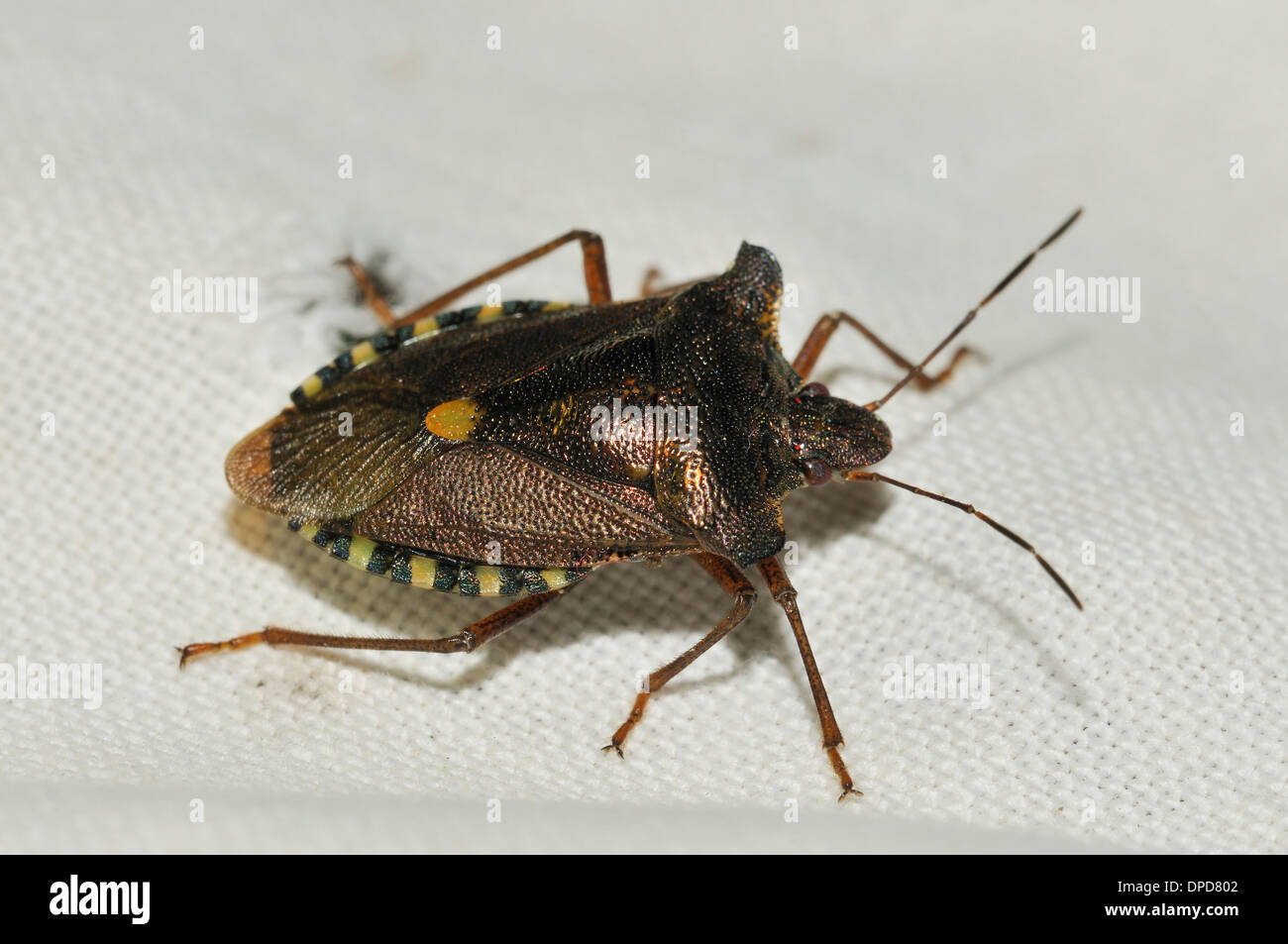 Forêt ou Red-legged Shieldbug - Pentatoma rufipes Banque D'Images
