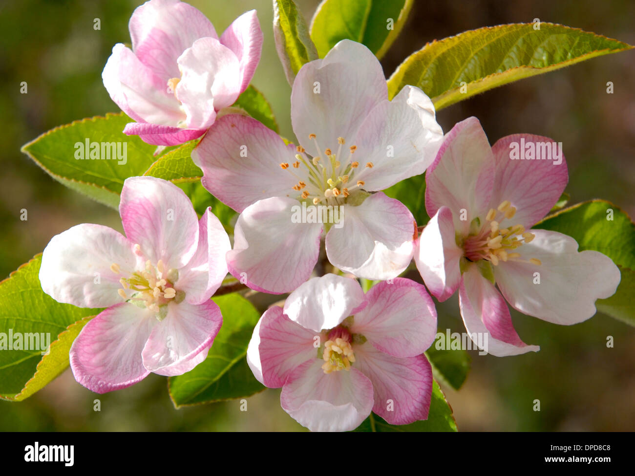 Fleurs d'un pommier, Banque D'Images