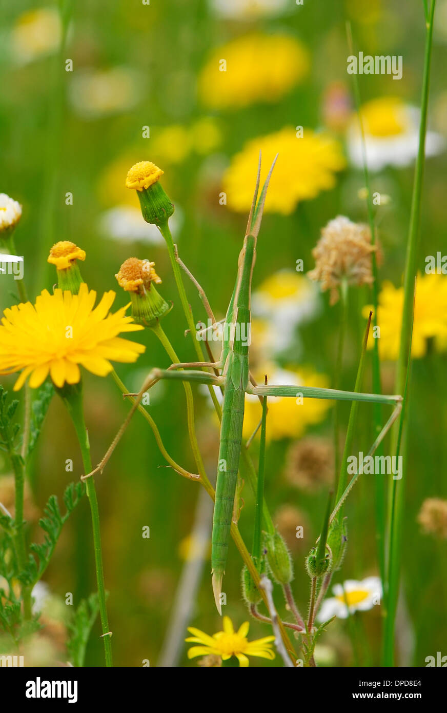 Sauterelle verte camouflés entre les fleurs Banque D'Images