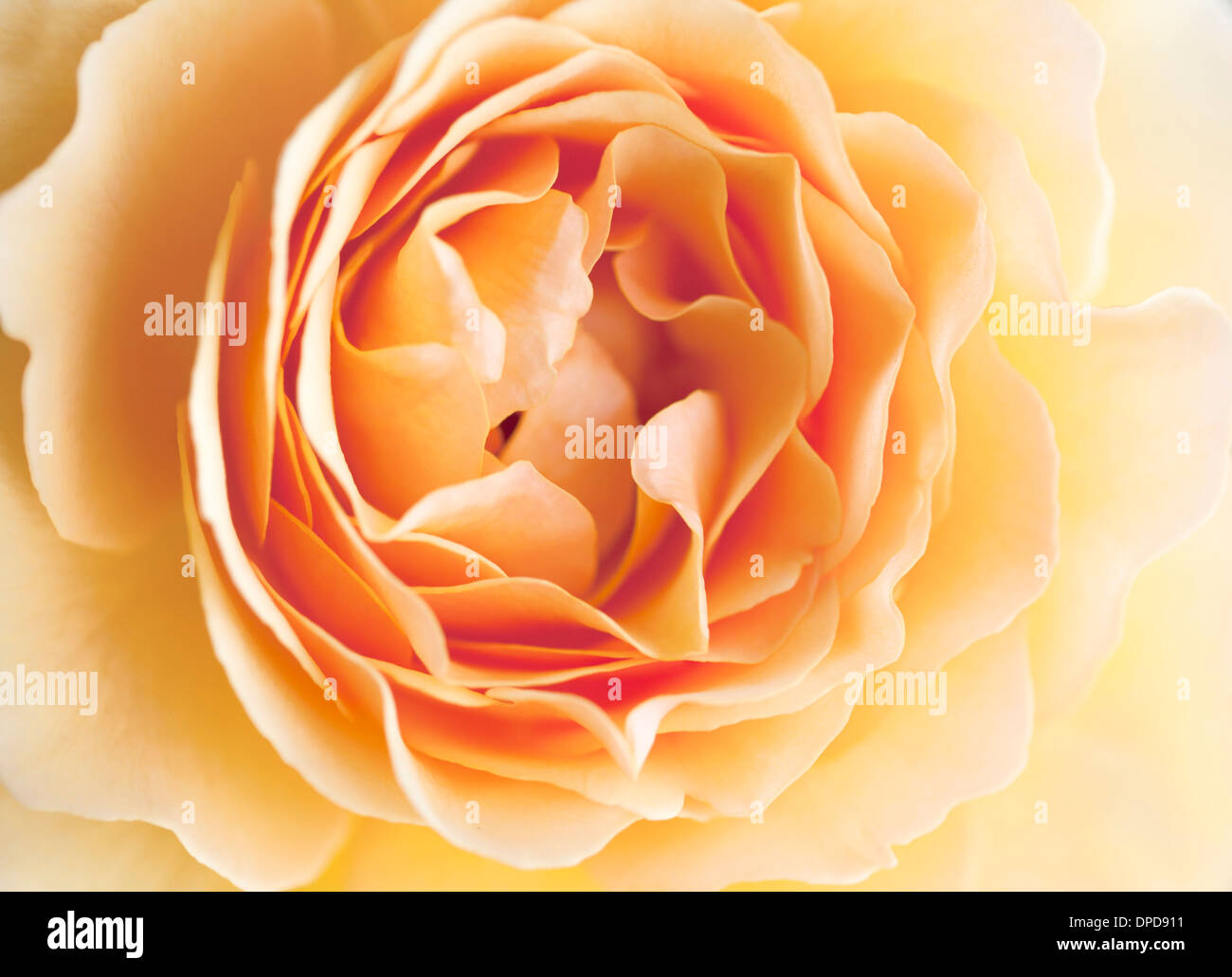 Fermer le centre d'une fleur rose orange avec une faible profondeur de champ. Banque D'Images