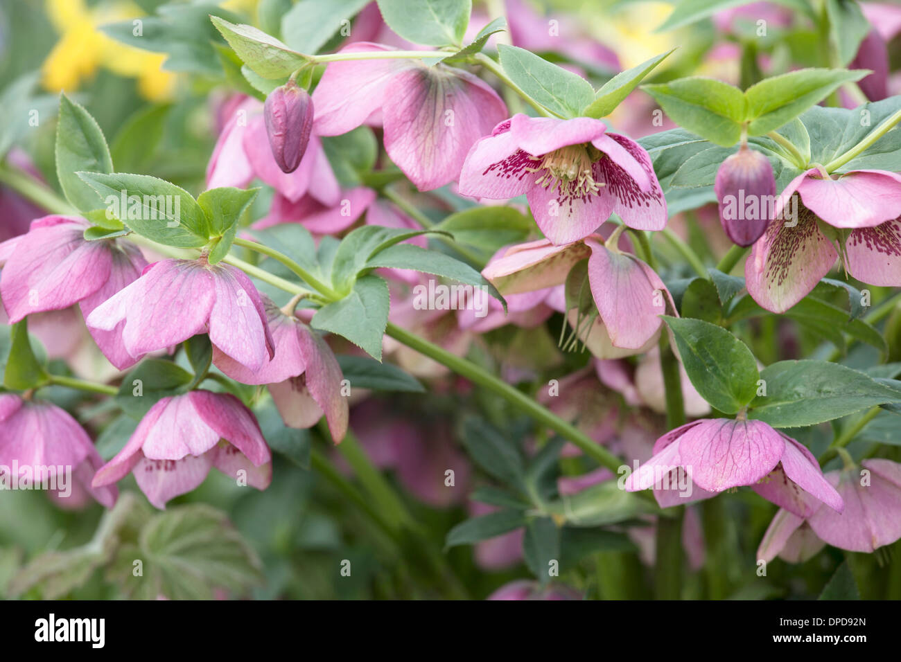 Close up de l'hellébore rose fleurs avec une faible profondeur de champ. Banque D'Images