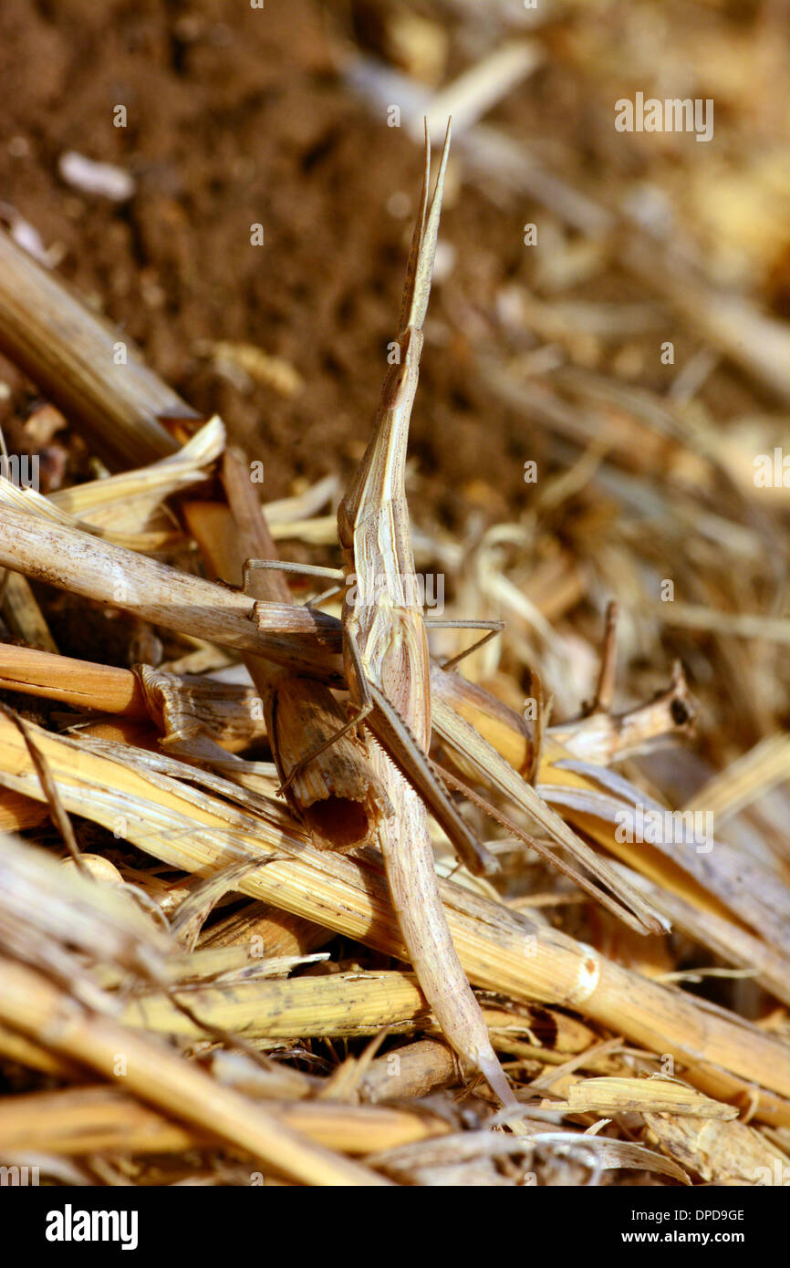 Camouflée sur végétation sèche sauterelle Banque D'Images