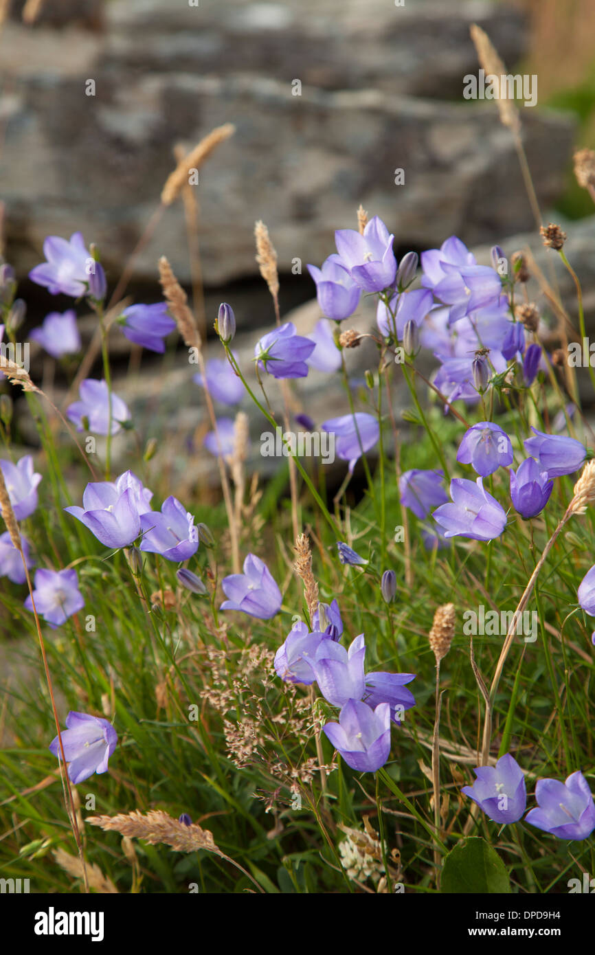 Harebells (Campanula rotundifolia) fleurs à le Burren, comté de Clare, Irlande. Banque D'Images