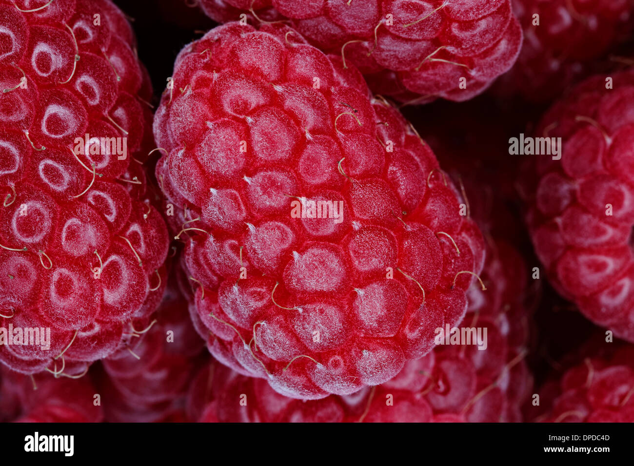 Framboises, full frame Banque D'Images