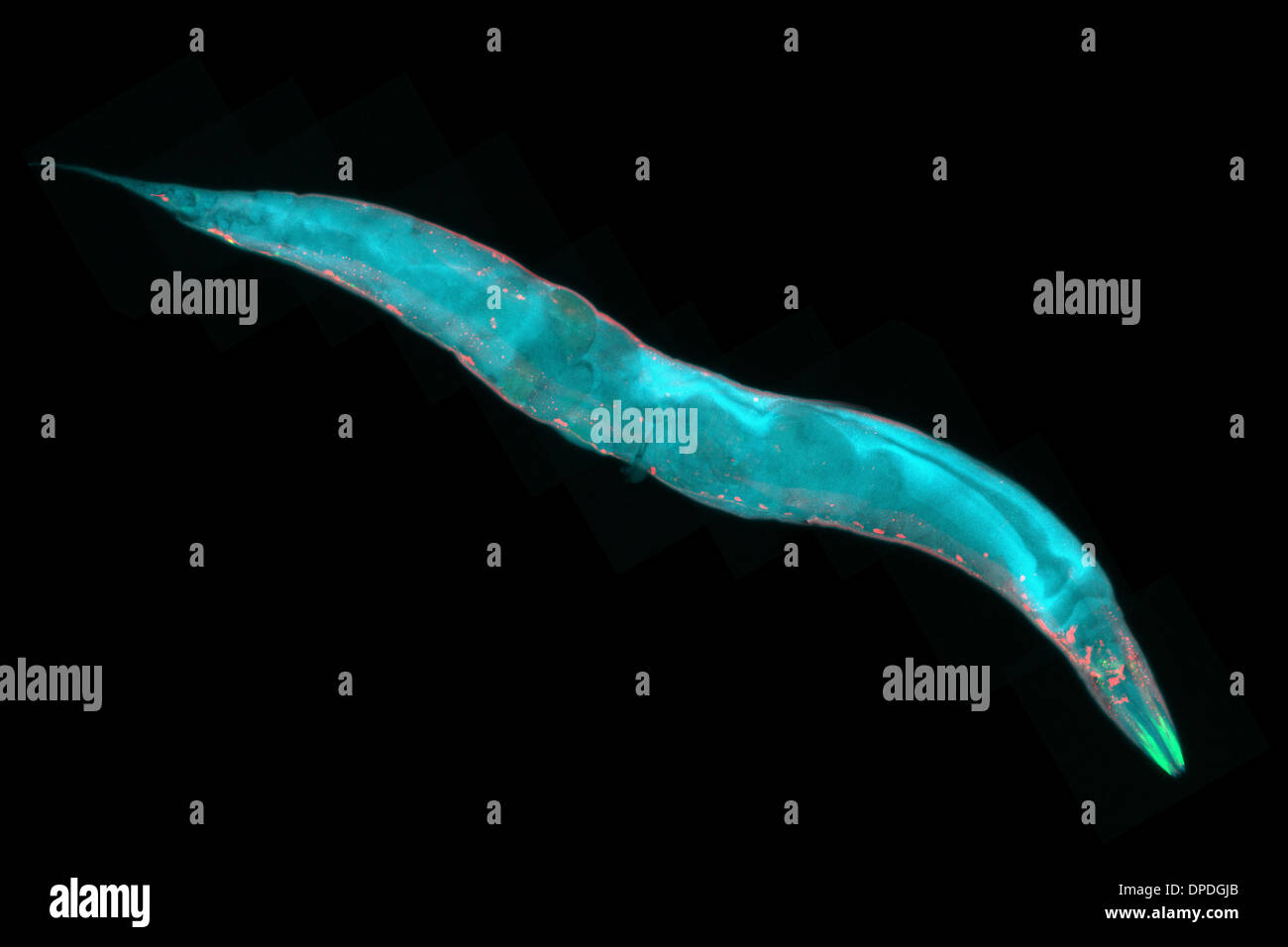 Caenorhabditis elegans, un ver rond transparent (nématodes), environ 1 mm de longueur. Microscopie de fluorescence. Banque D'Images