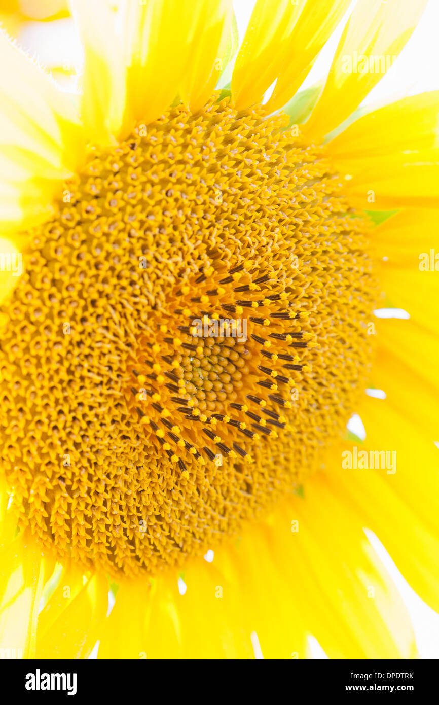 Sunflower close up Banque D'Images