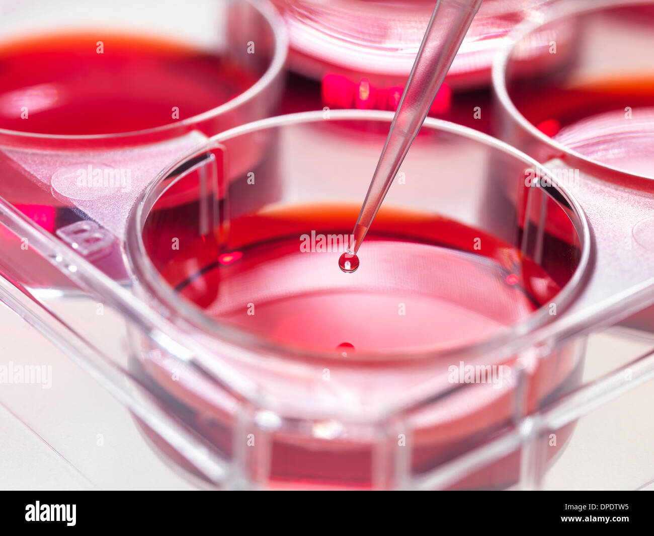 Ajouter à la pipette d'échantillonnage cultures de cellules souches dans des pots de plus en plus utilisé, d'implanter des cellules souches pour réparer des tissus endommagés Banque D'Images
