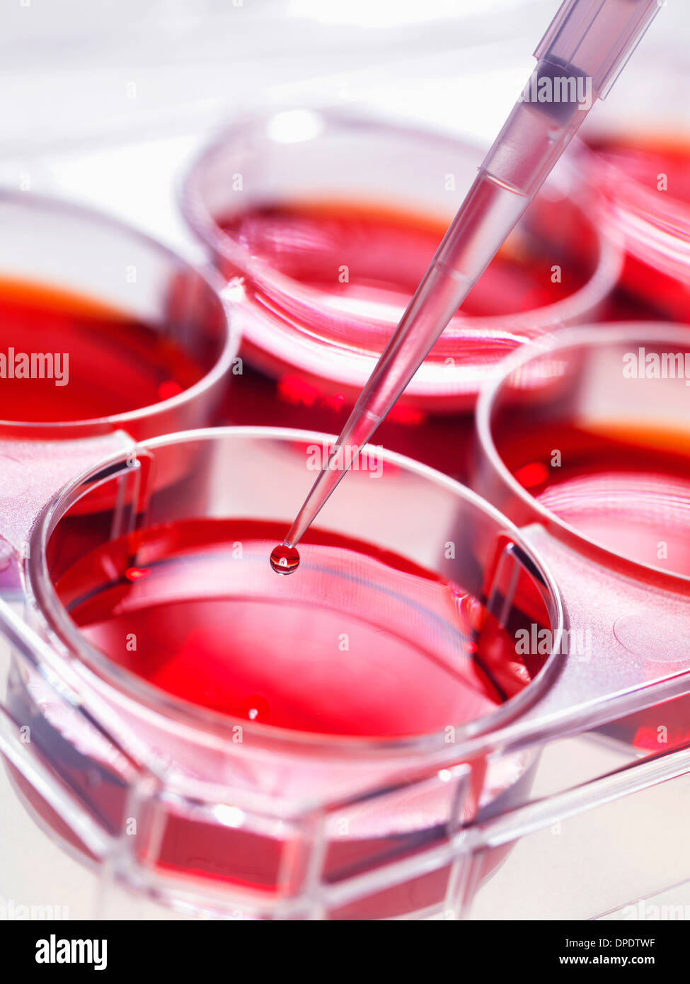 Ajouter à la pipette d'échantillonnage cultures de cellules souches dans des pots de plus en plus utilisé, d'implanter des cellules souches pour réparer des tissus endommagés Banque D'Images