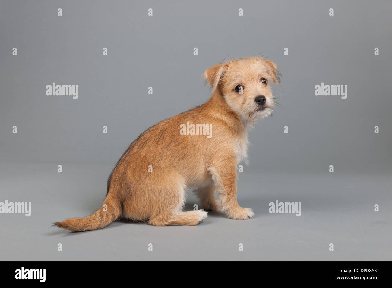 Adorable petit chiot sur fond gris Banque D'Images