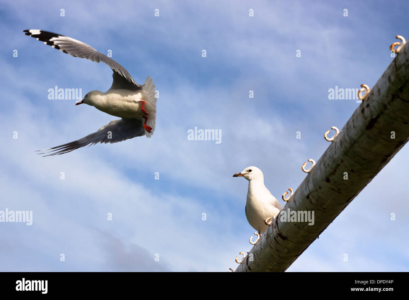 Deux goélands et ciel bleu. Banque D'Images