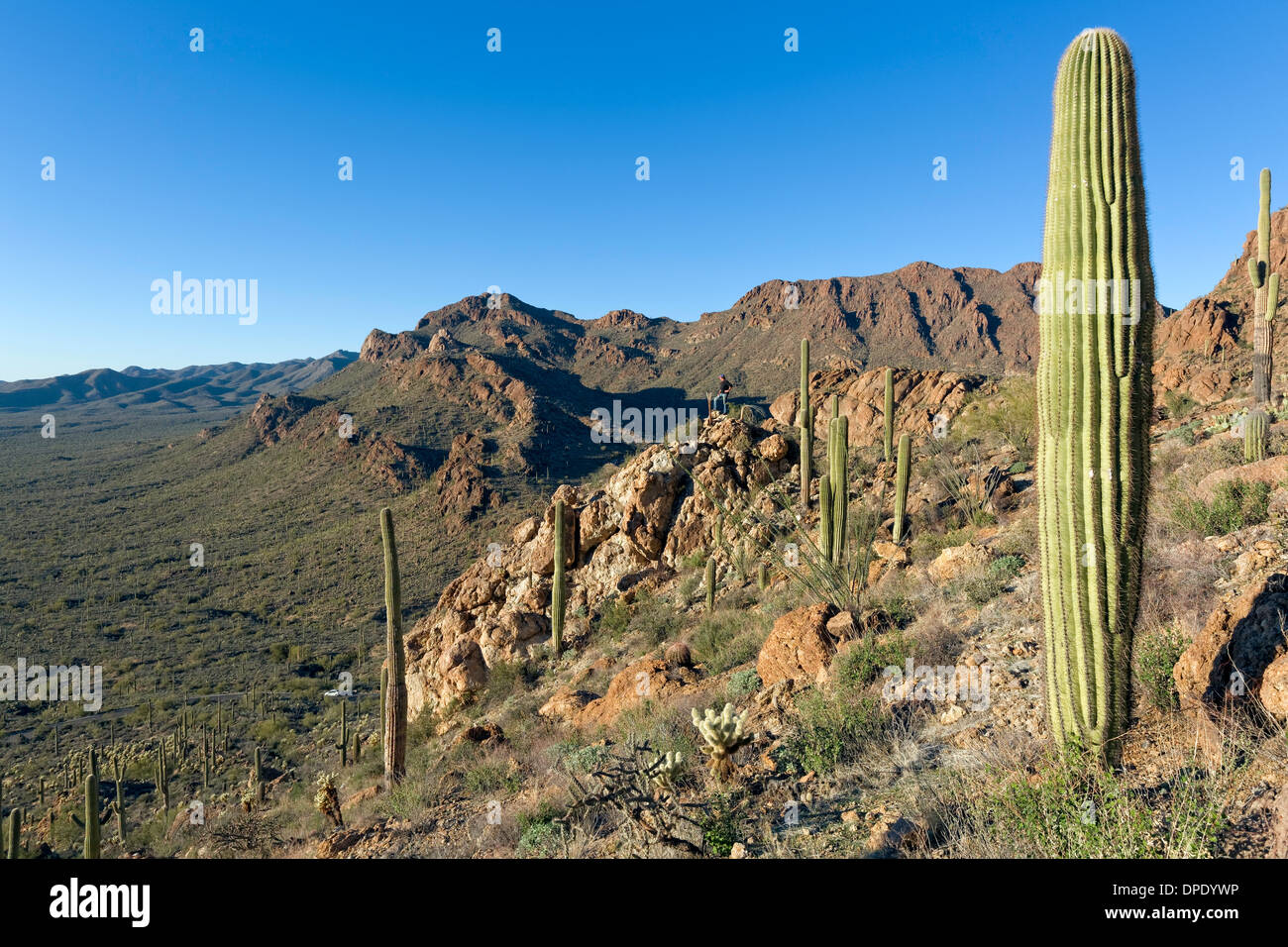 Montagnes de Tucson, Saguaro National Park, à l'Ouest, Tucson Arizona Banque D'Images