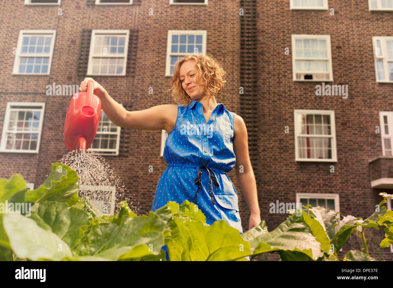 Jeune femme d'arroser les légumes sur l'allotissement immobilier conseil Banque D'Images