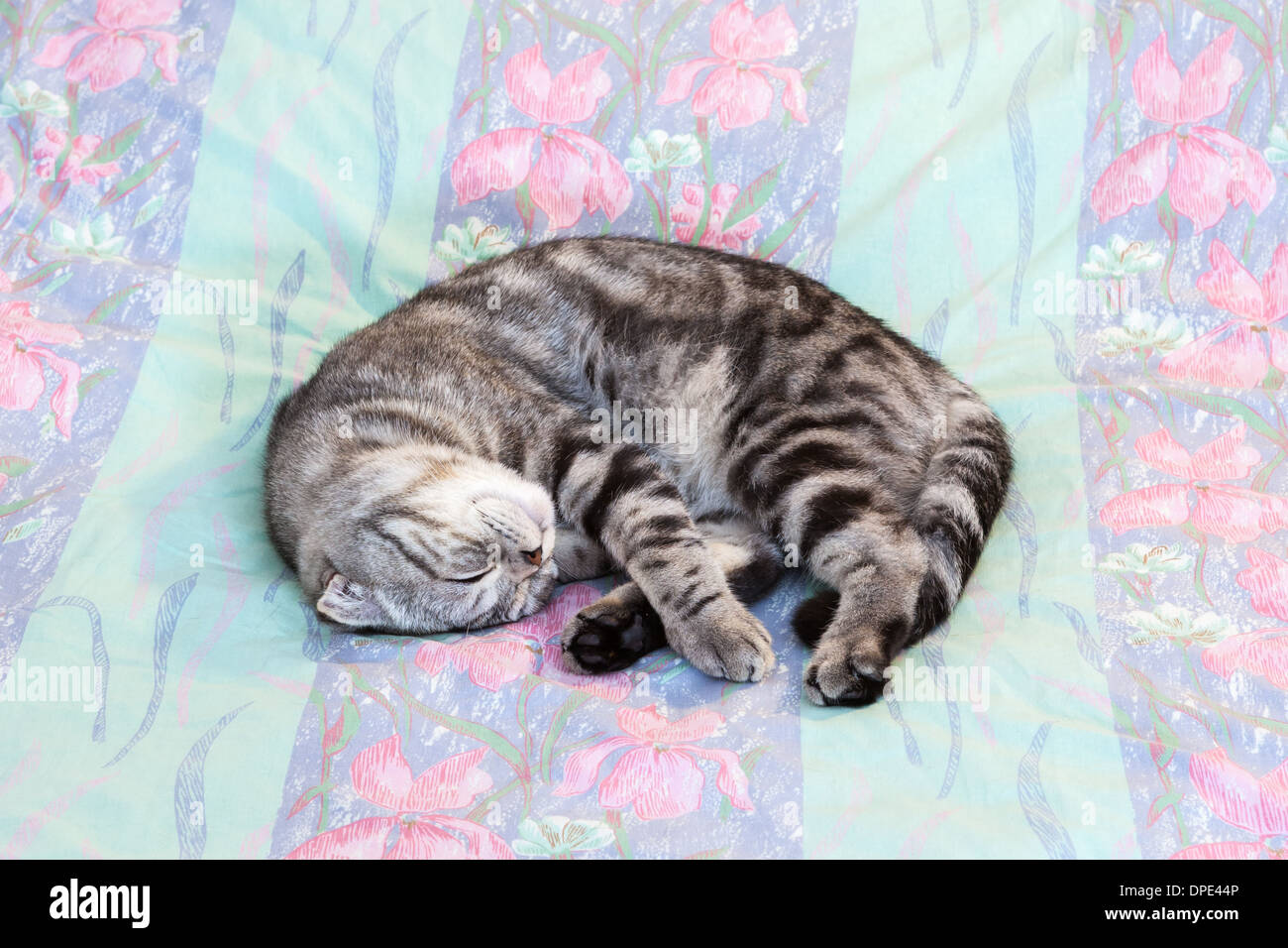 Couchage chat Scottish Fold Banque D'Images