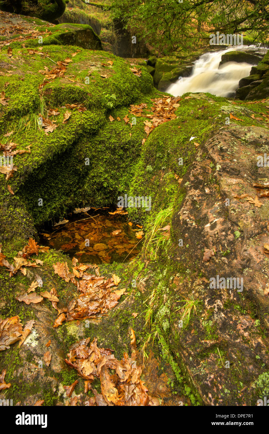 River Aune, au cours de l'automne à la bas Didisworthy - Woods dans le Dartmoor National Park Banque D'Images