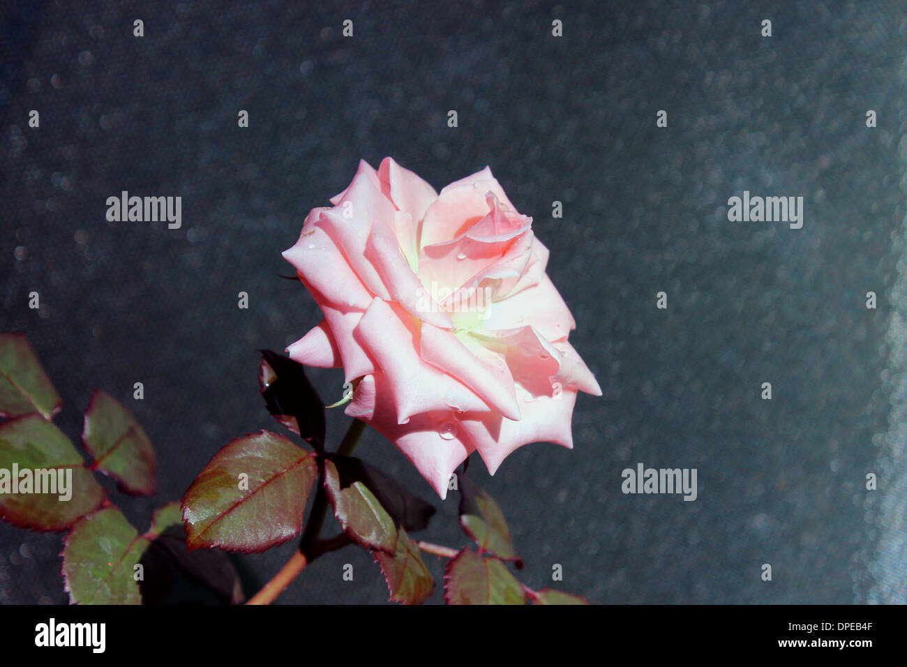 Une rose rose avec des gouttes de pluie Banque D'Images