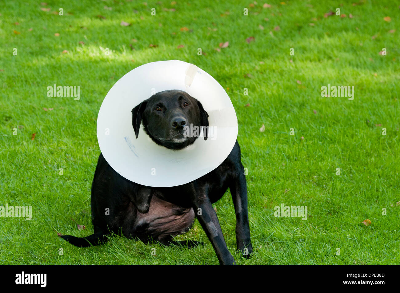 Labrador noir portant collier élisabéthain et scratching head Banque D'Images